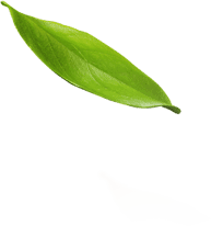 long leaf | Exxceed Wellness