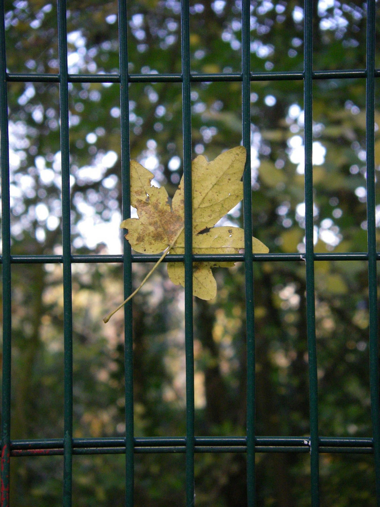 Autumn leaf resting on a garden fence — why social anxiety can stay stuck even when medication helps, Exxceed Wellness, Hayward CA