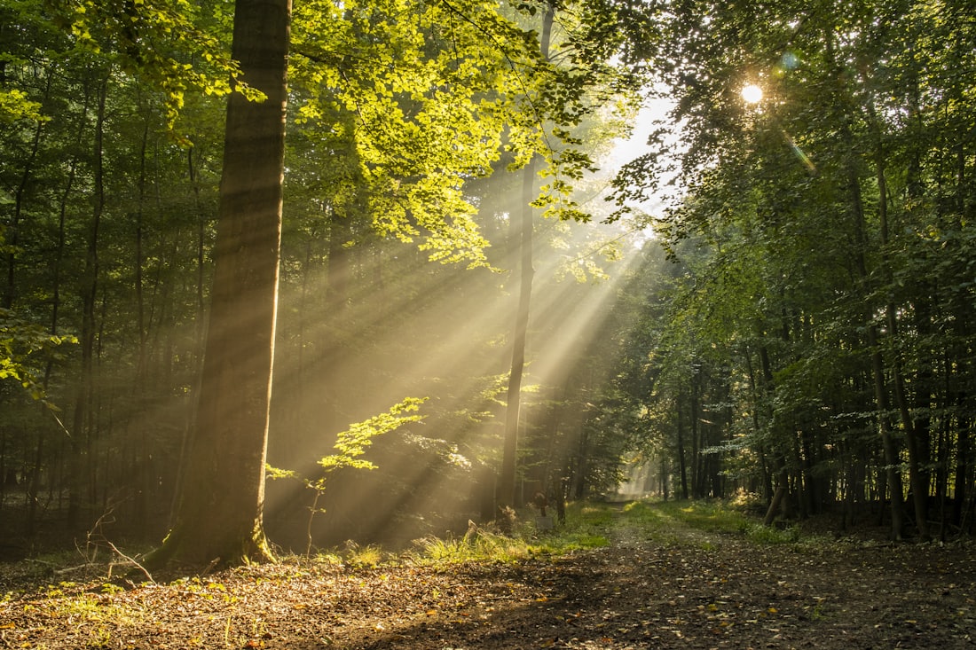 Forest floor with autumn leaves