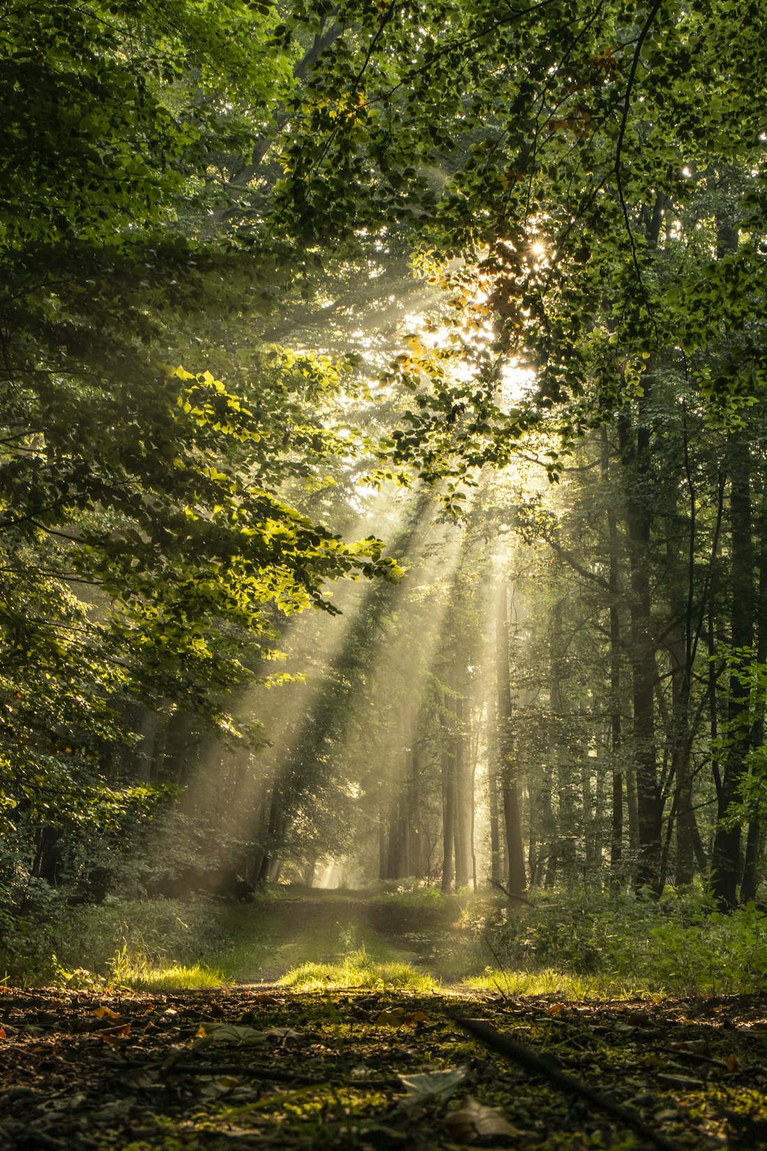 Green forest canopy in daylight