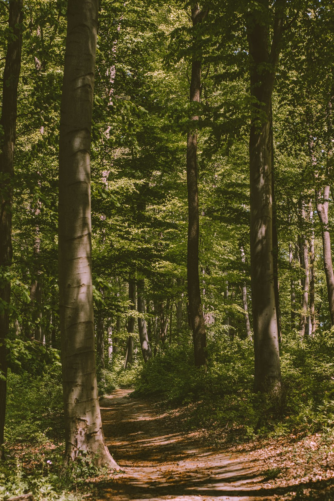 Sunlight through green forest trees