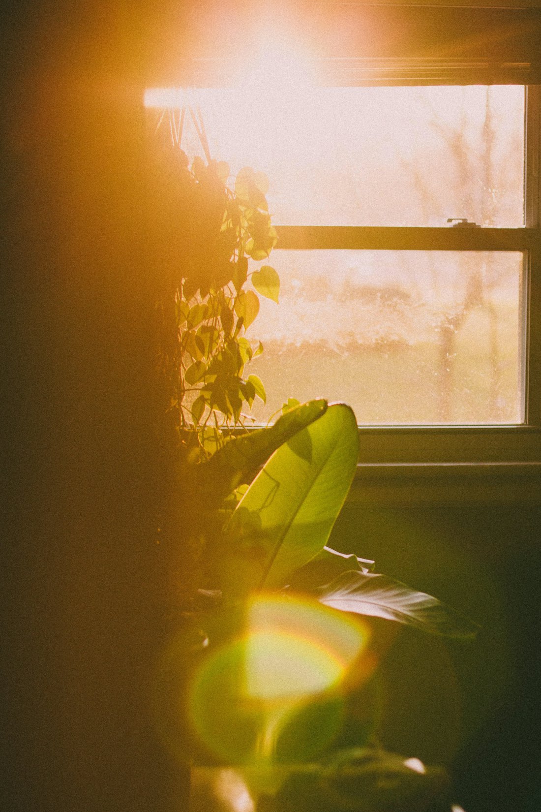 Morning light through a window with a houseplant