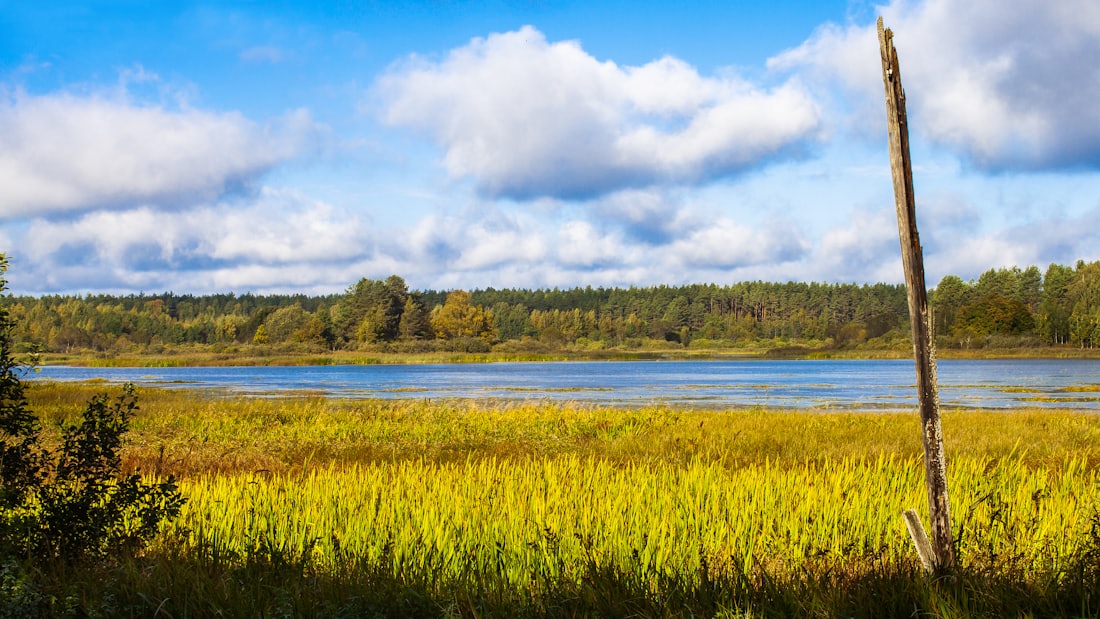 Green field beside a lake under a clear sky