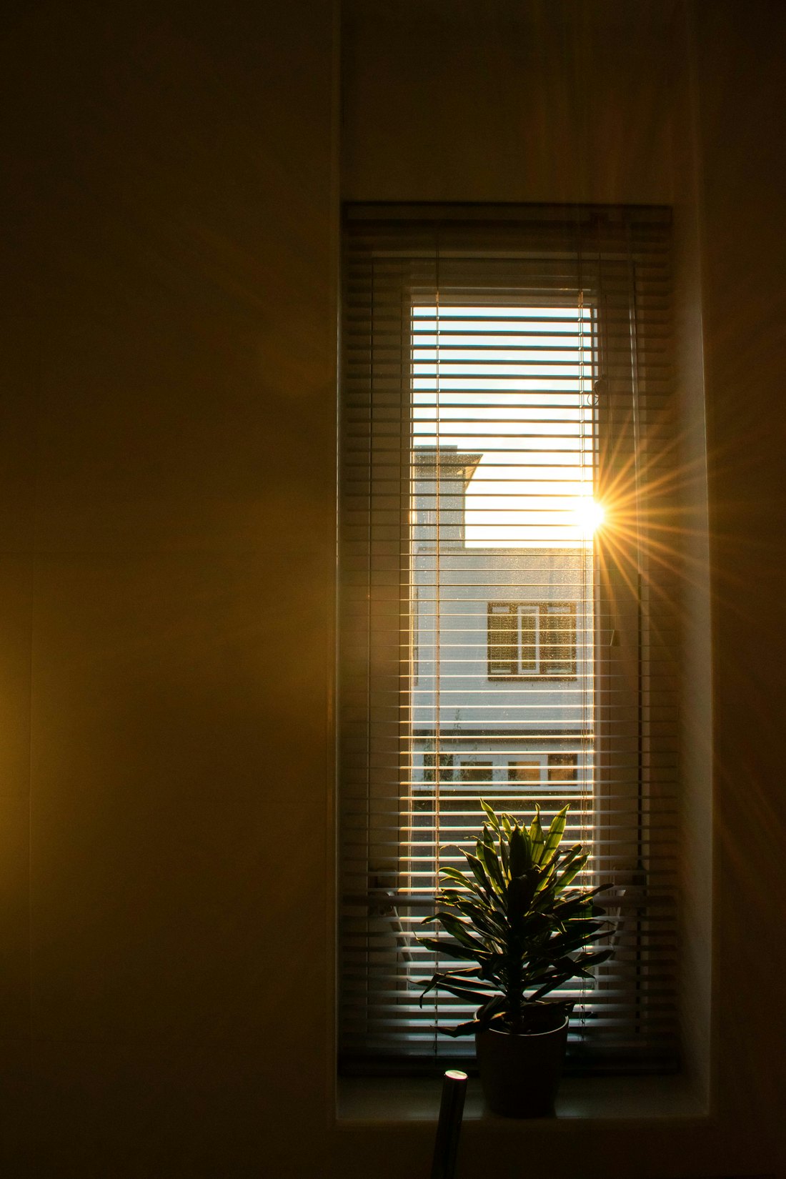 Sun shining through a window onto a potted plant