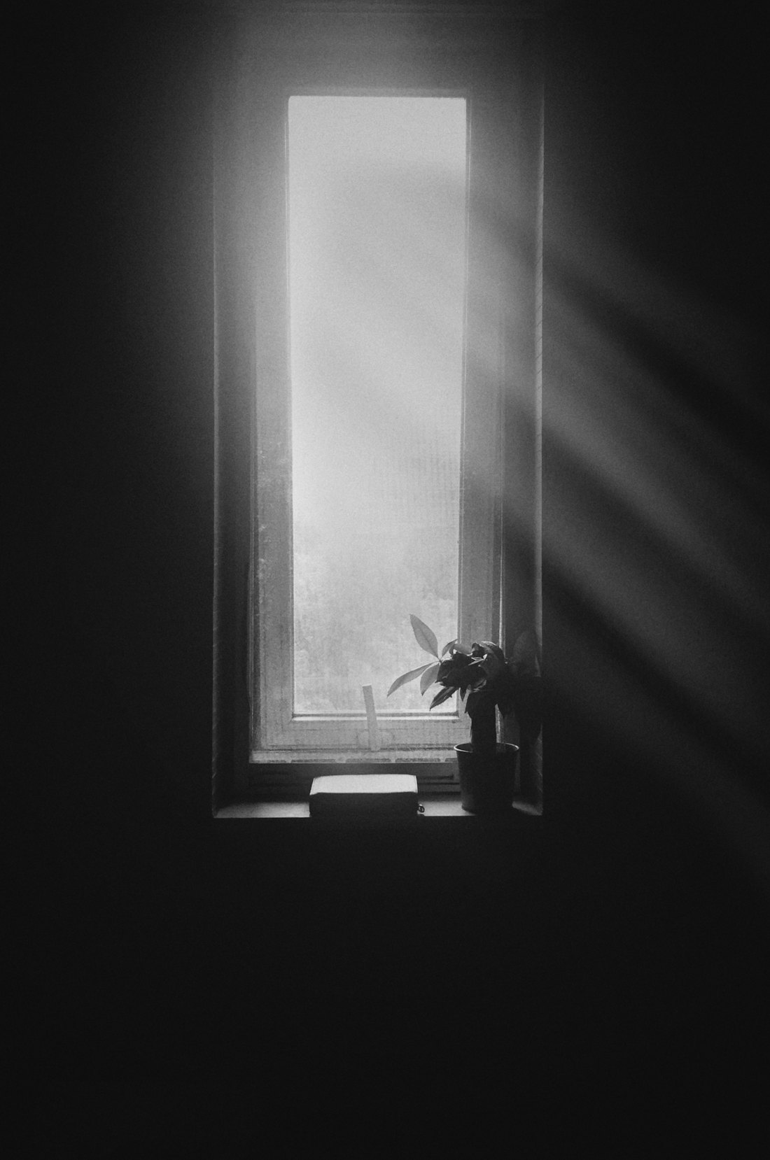 Plant on a windowsill in soft gray light