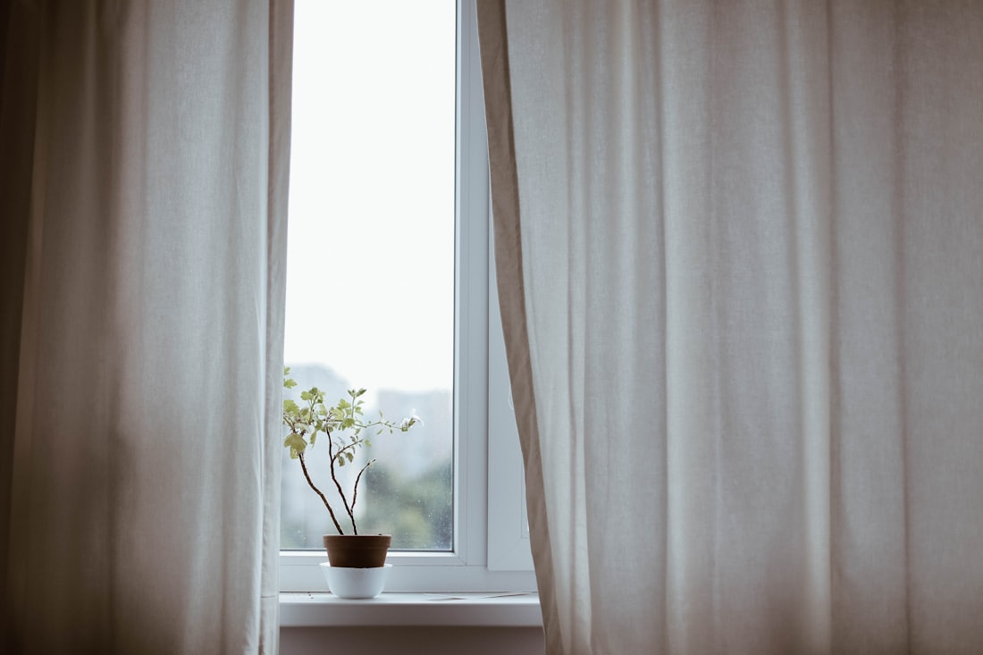 Potted plant beside a window with a light curtain