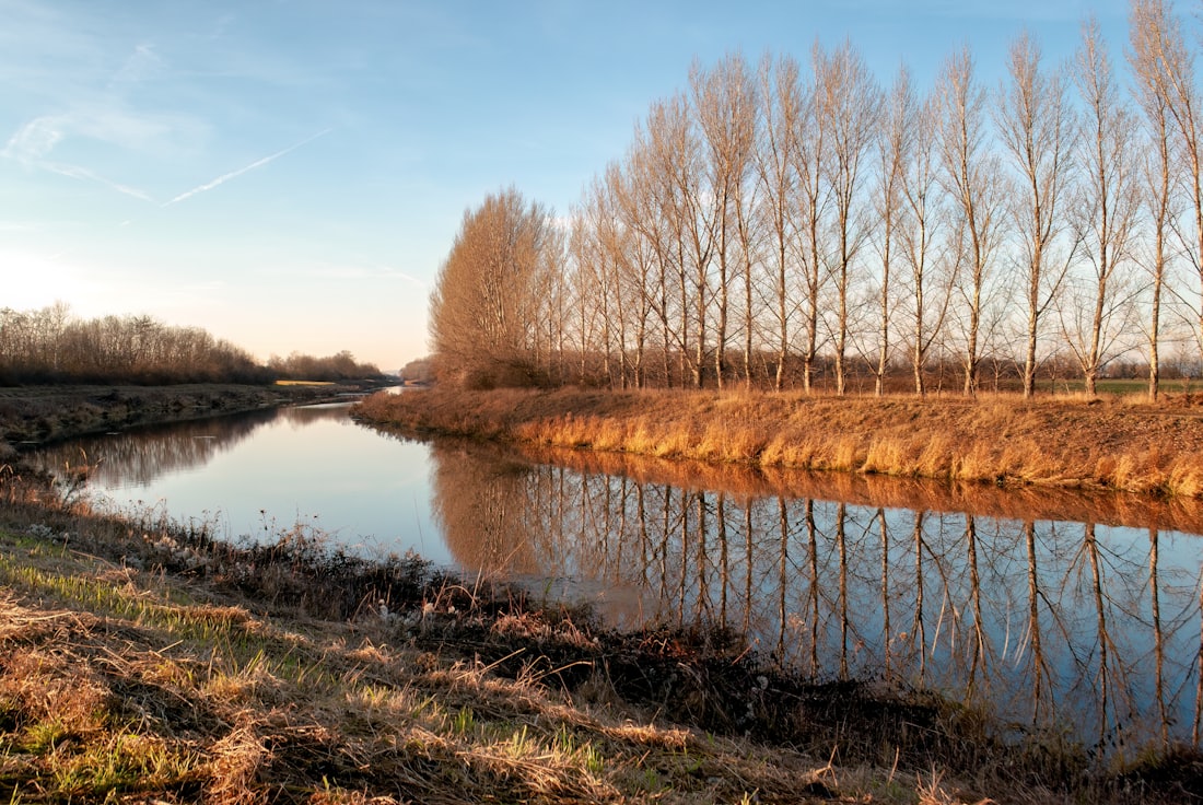 Quiet body of water surrounded by trees