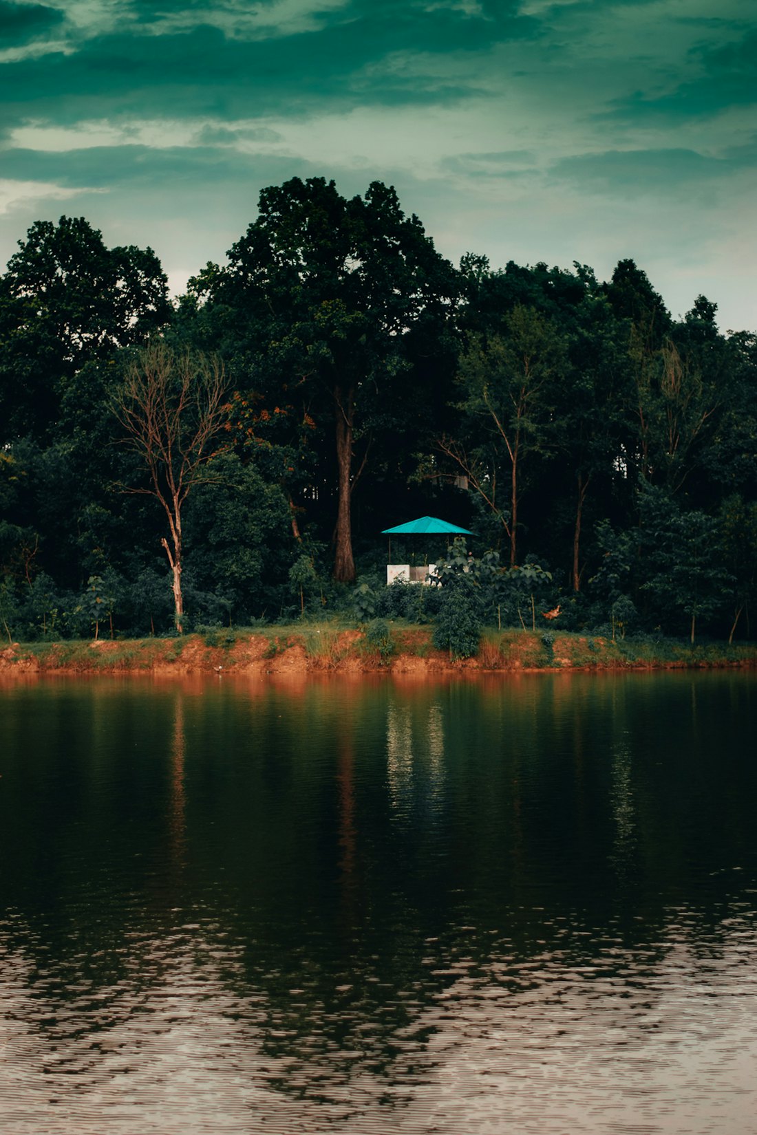 Green trees beside calm water